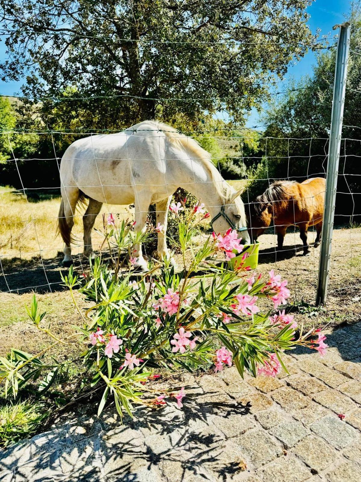 Quinta Vale Da Prata Villa Celorico Da Beira Bagian luar foto